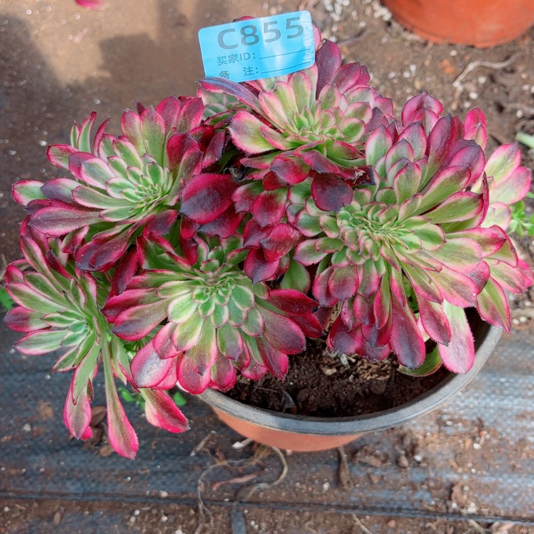 多肉植物855月蝉