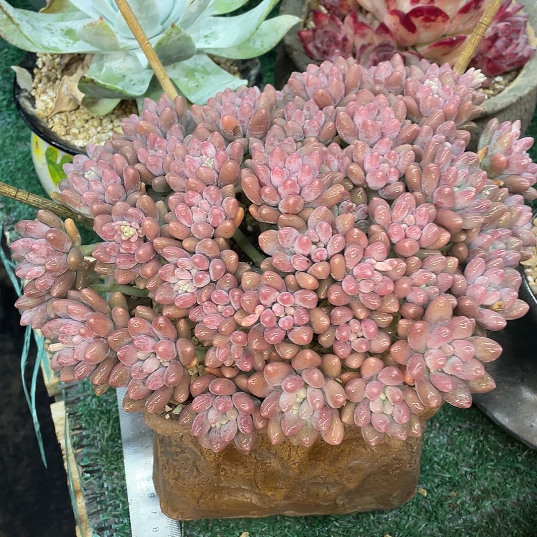 星黛露一物一拍28包邮非偏远