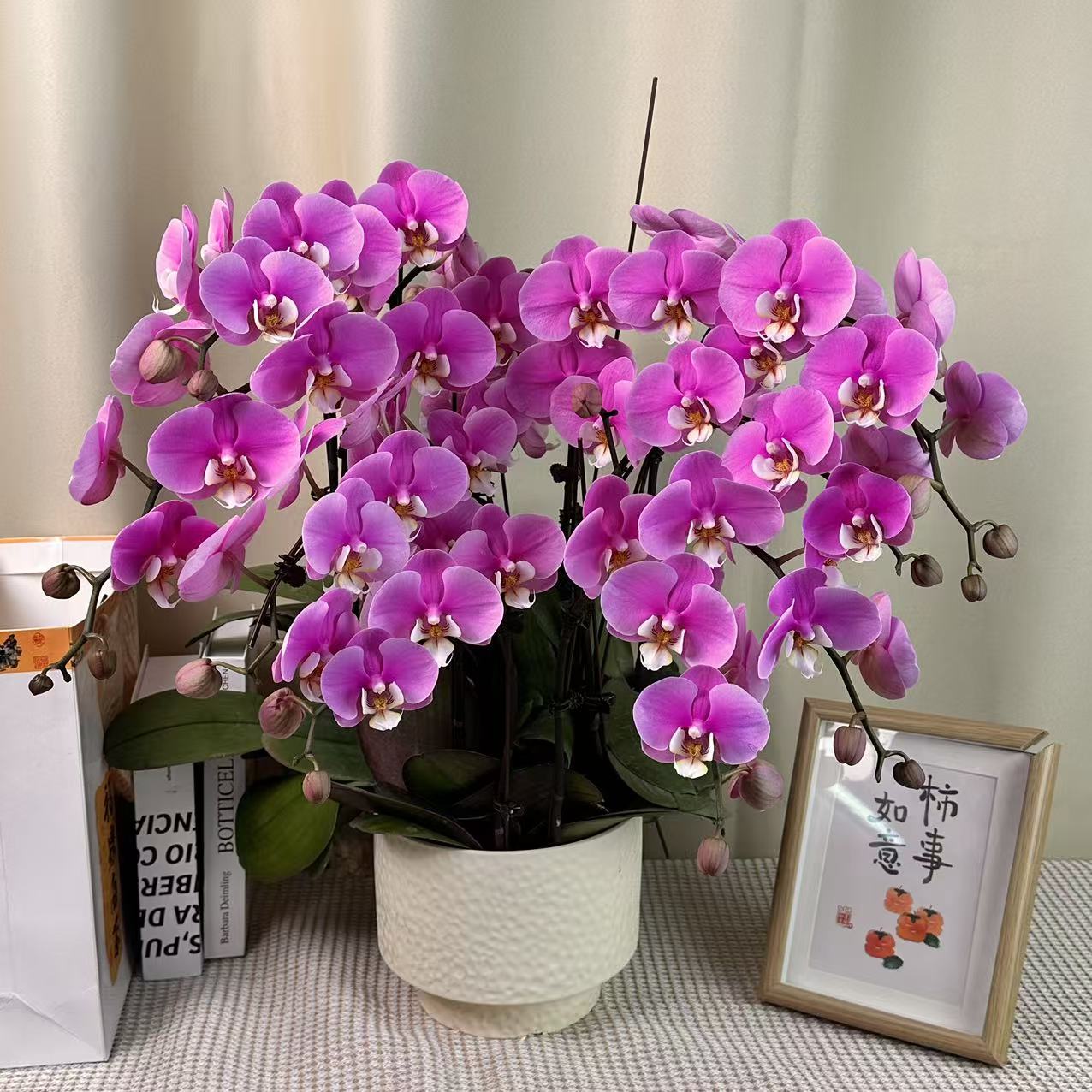 花世界蝴蝶蘭【安娜】经典粉色中大花型花花 皮实好养 花期超长
