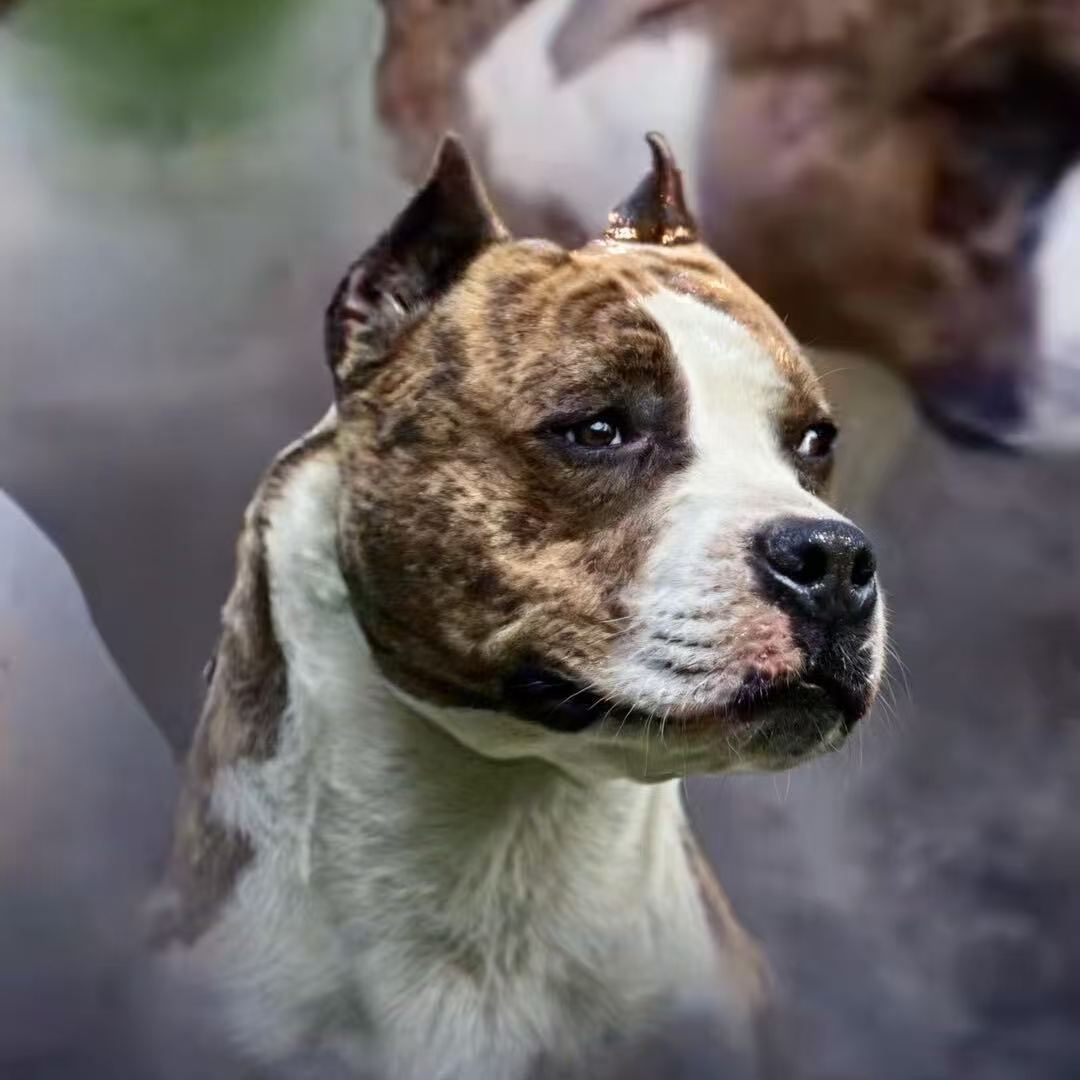 牛牛斯塔福犬舍活体链接一物一拍