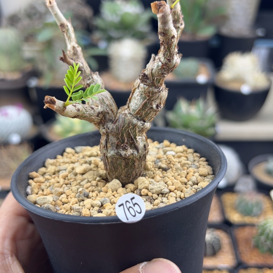 沙漠苏木种播一物一拍765