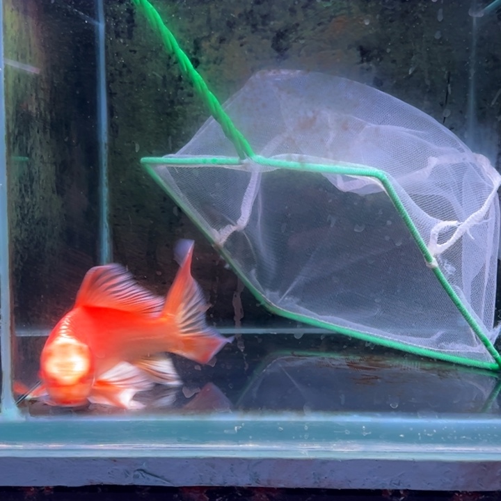 海水鱼李*健蝴蝶鲤