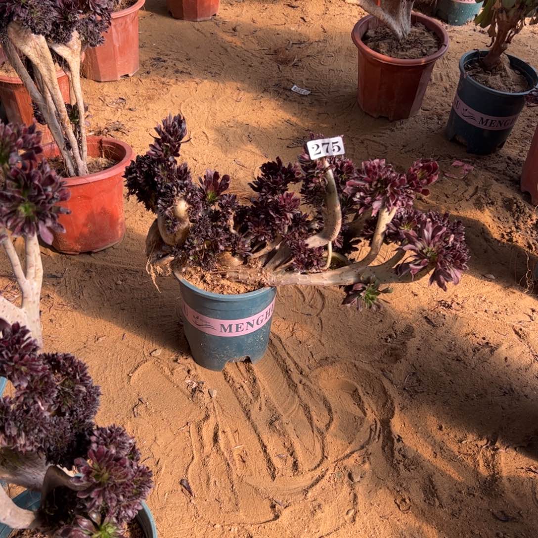 有伤黑缀275官府40