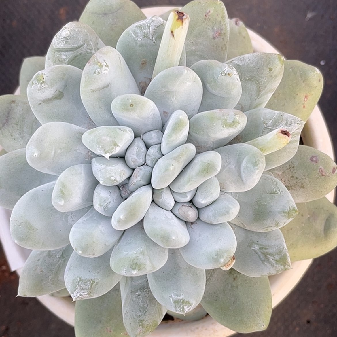 【闪购商品】红拇指花朵脸