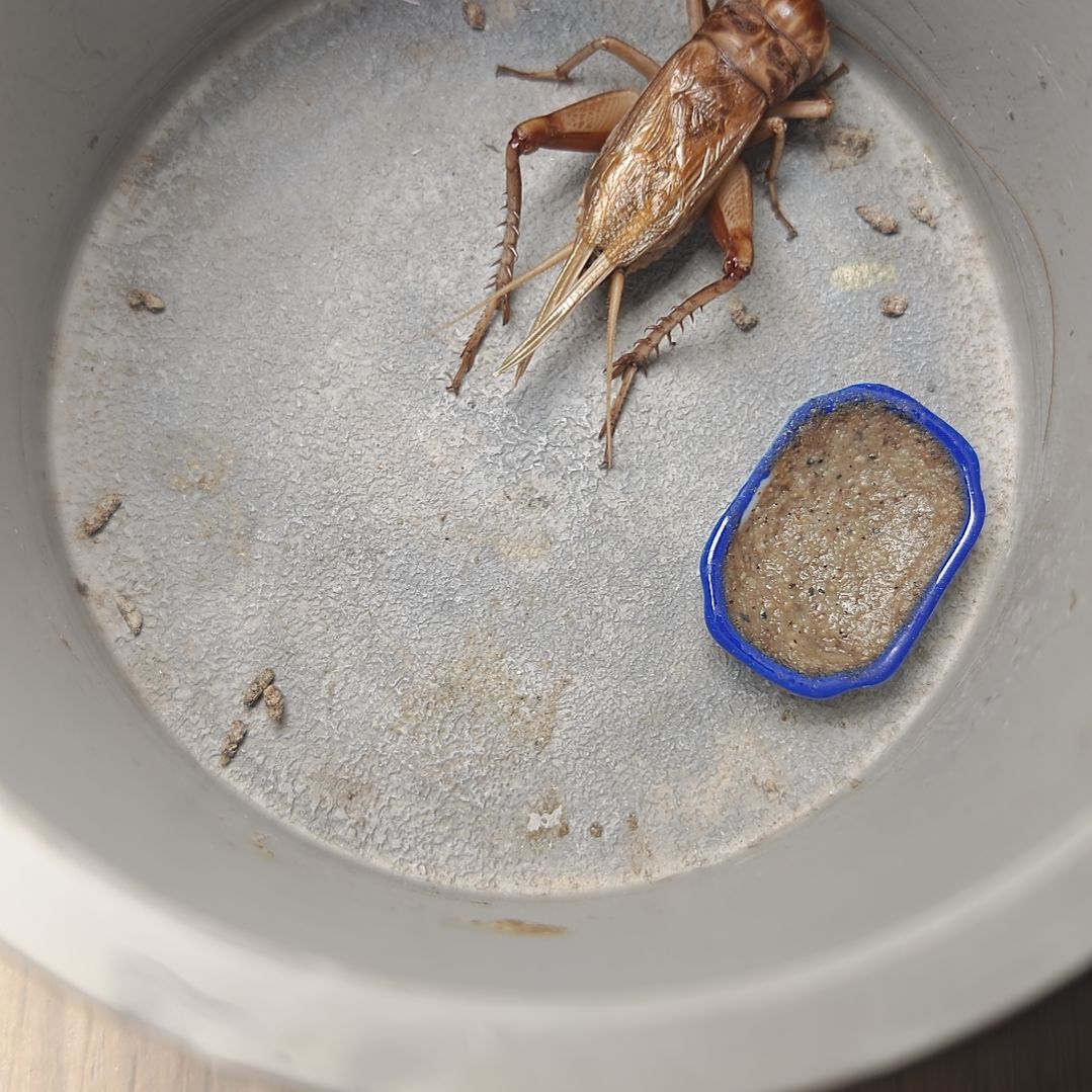 蟋蟀歪门邪调 别拿30