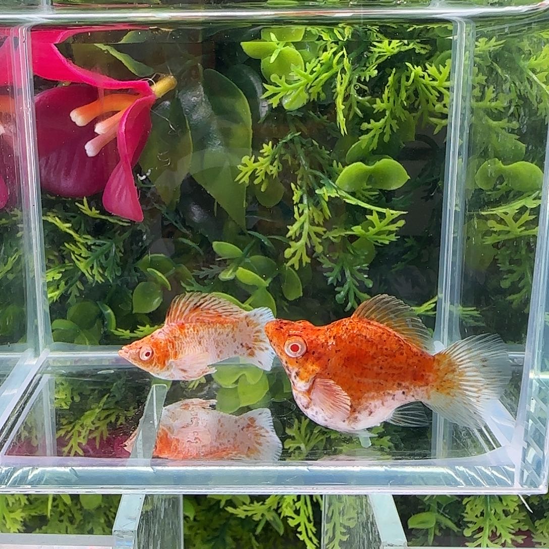 孔雀鱼钻石玛丽猎豹一对