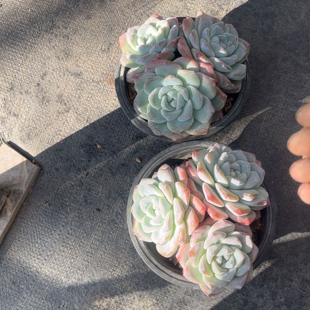 圈***圈圈姐姐德两个冰雨