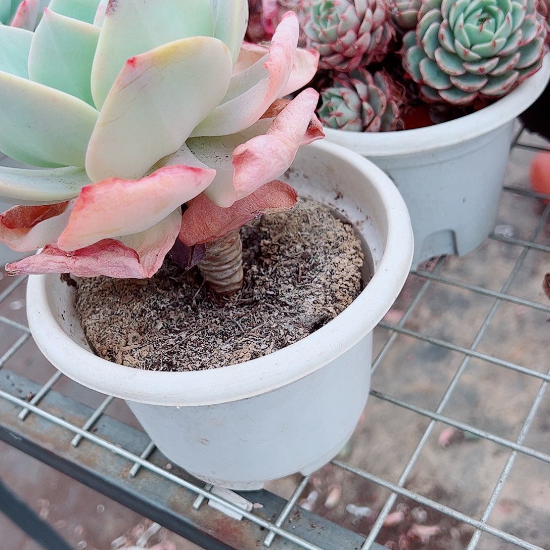 白凤大单头精品特价