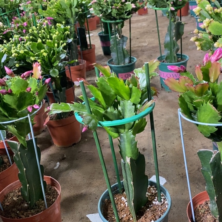 当前无花栽培后可以开花博**逸974嫁接083
