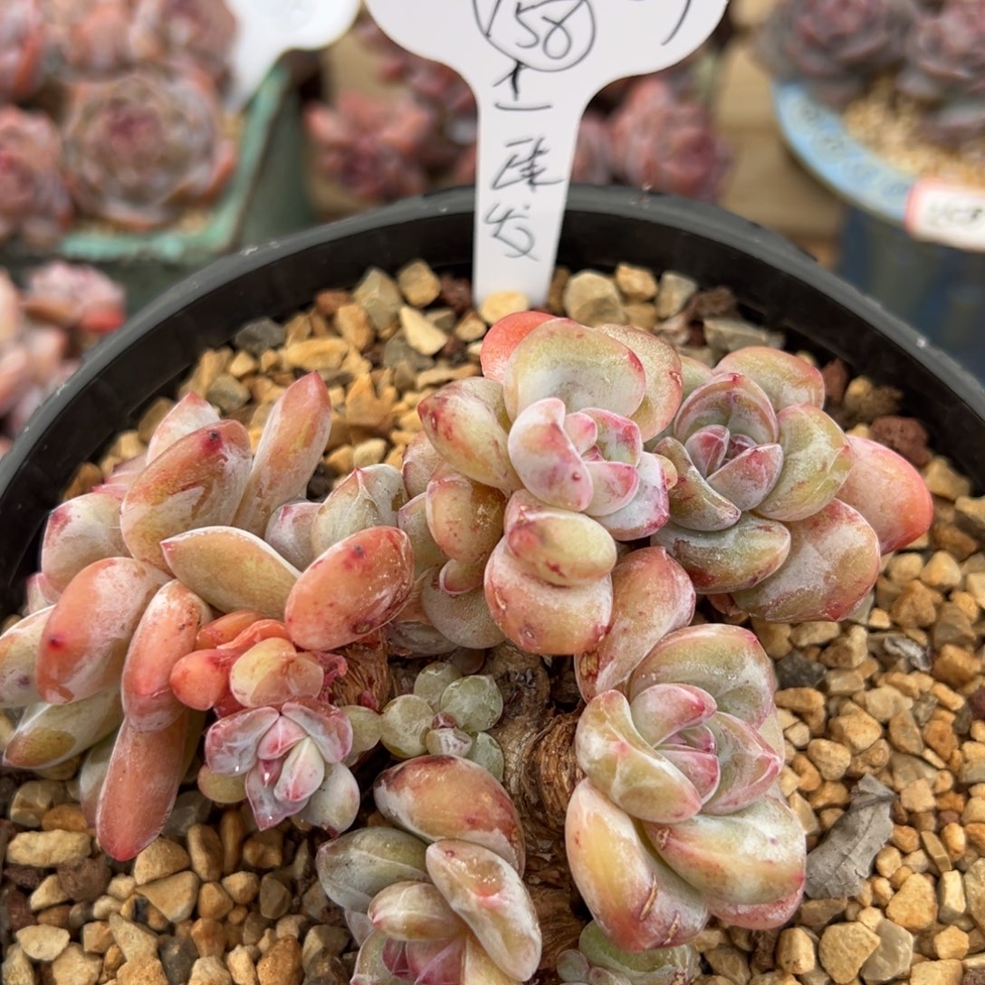 变异哈哈哈哈哈哈哈