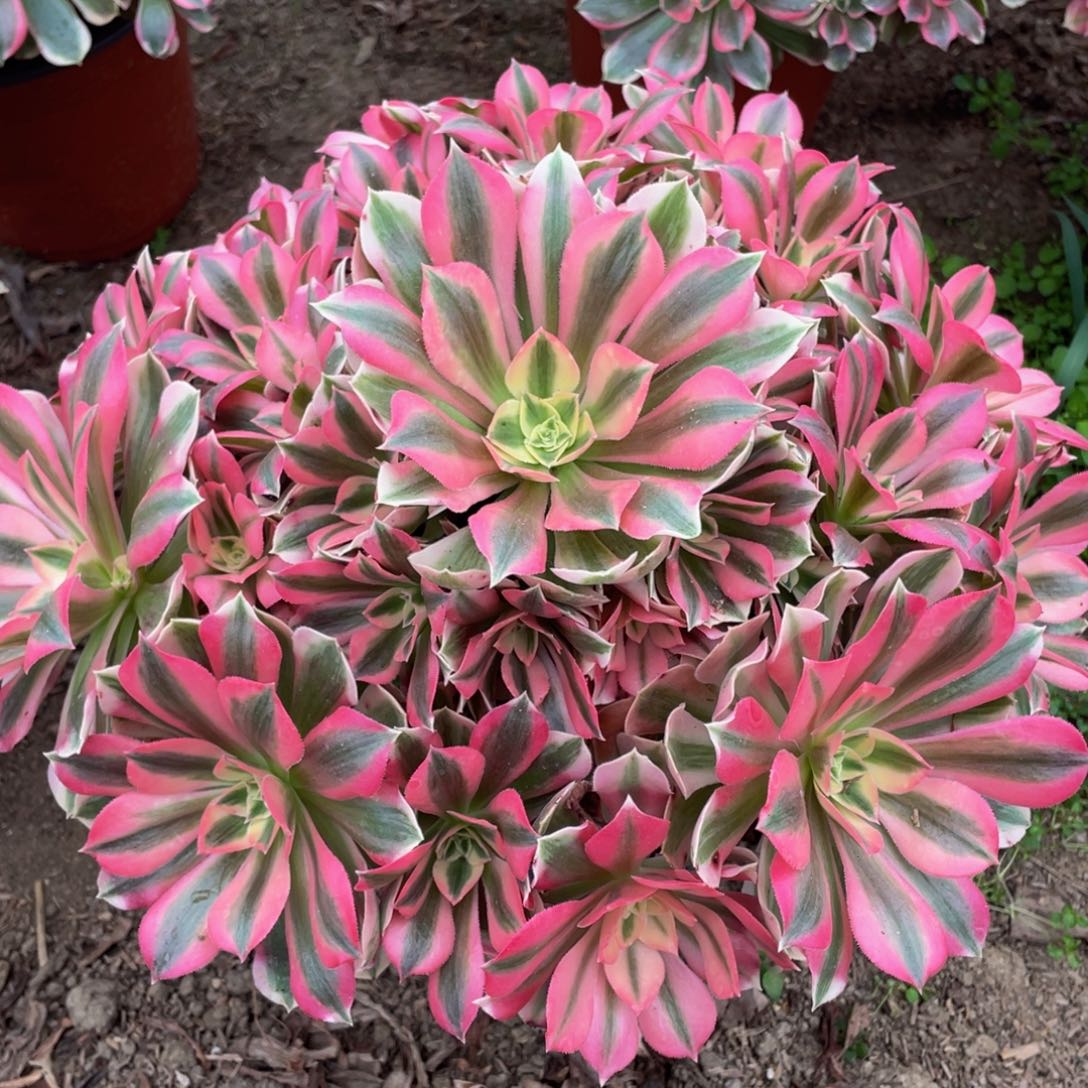 294粉女巫精品法师老桩