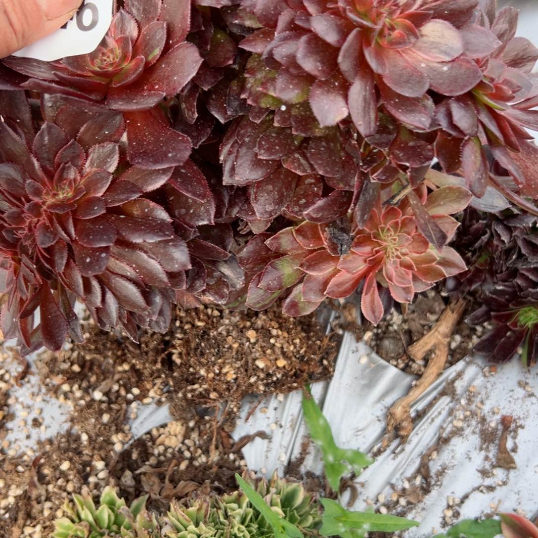 我7146 号多肉法师新年特价