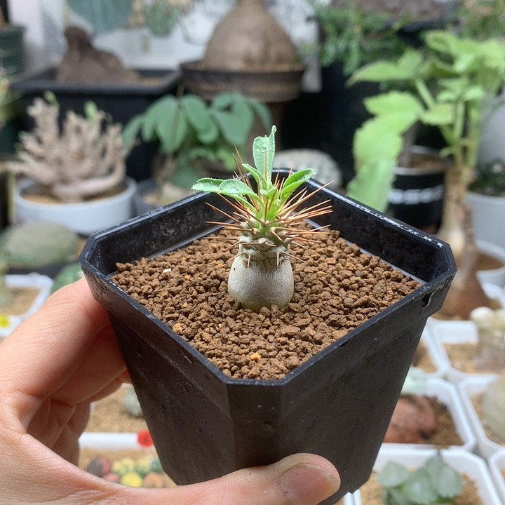 光堂棒槌实生带盆1.5cm
