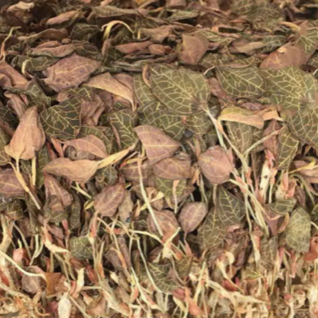 福建南靖大圆叶金线莲干品原产地发货50g-500g 