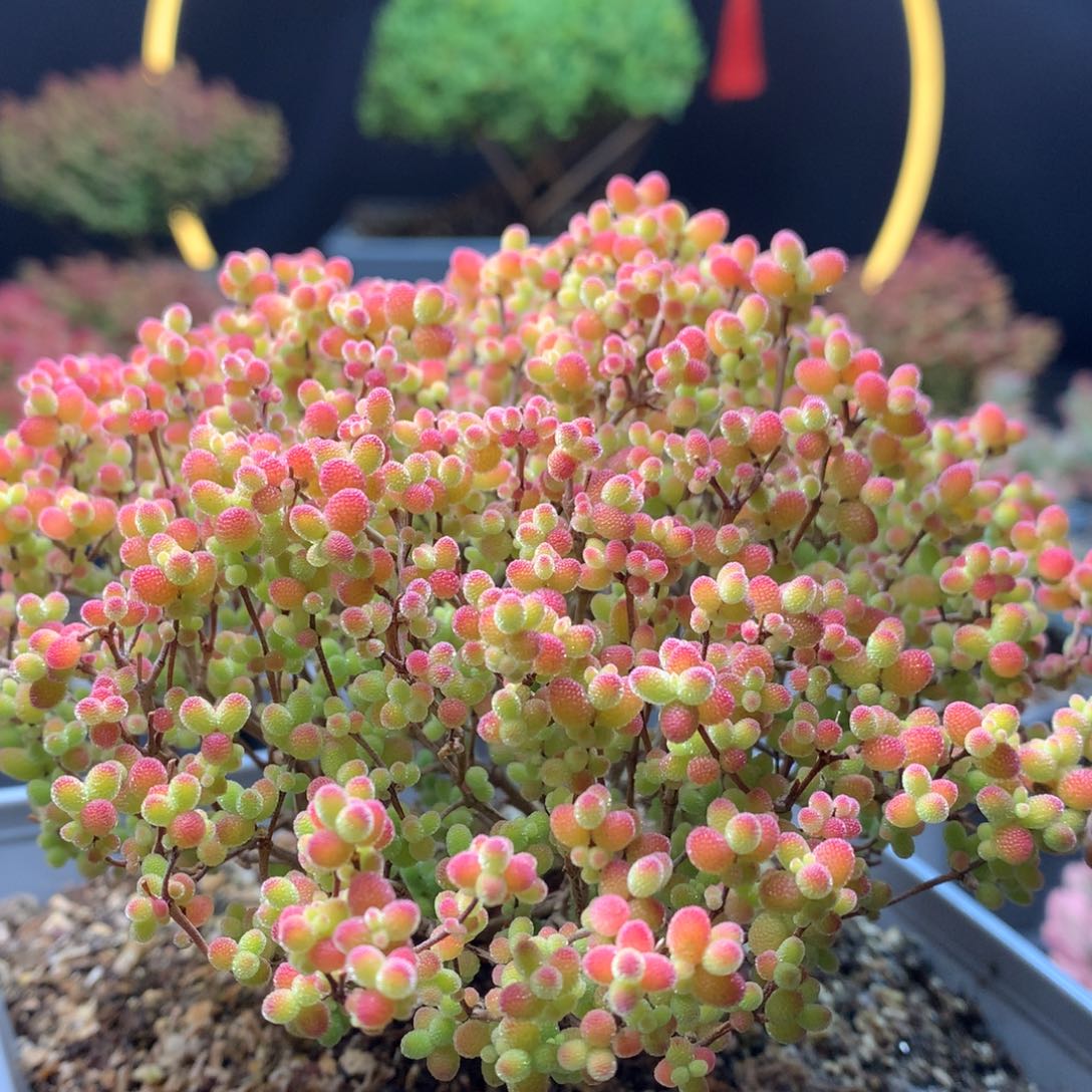 B161蜜橘枝干番杏