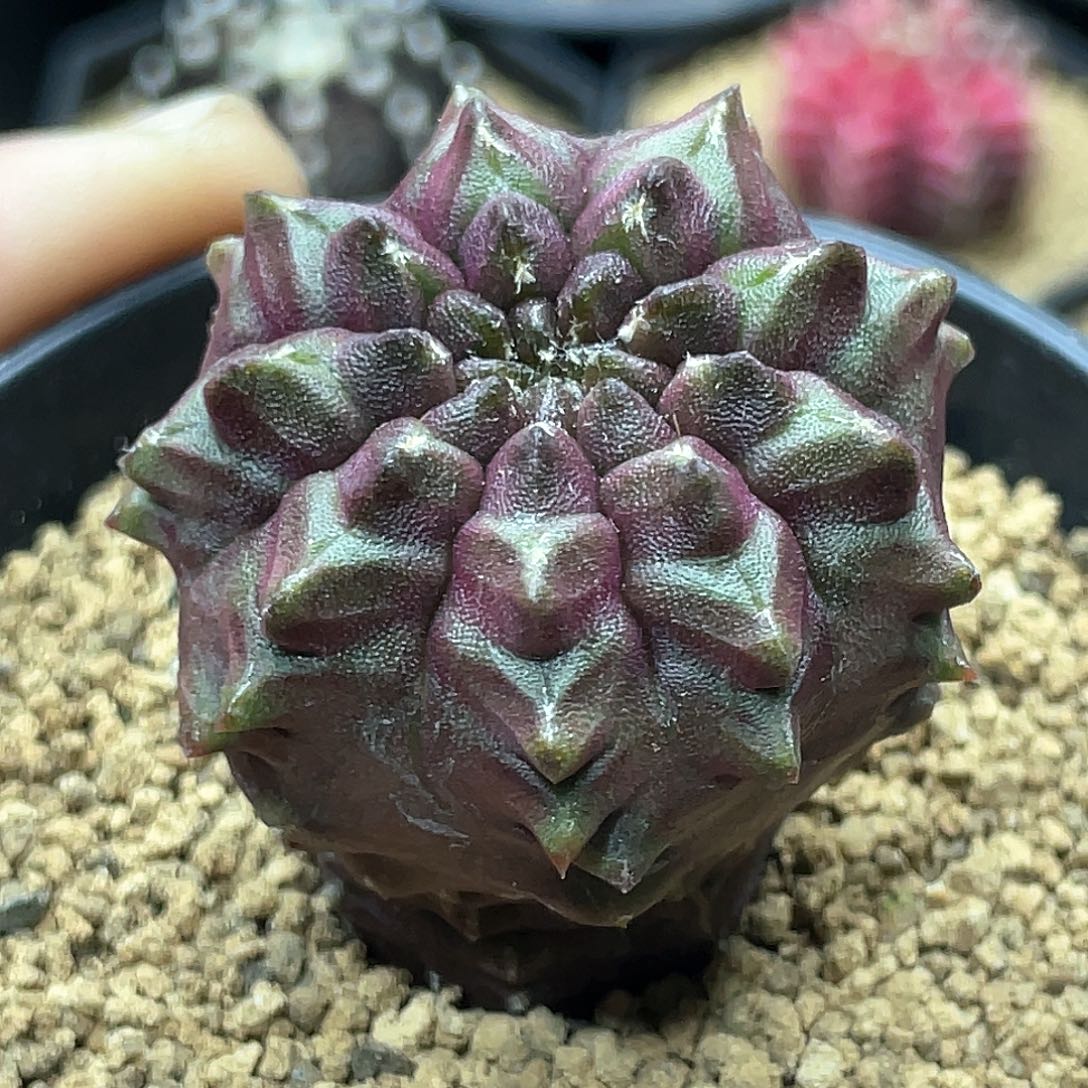 泰系实生，柱状龟甲梦想