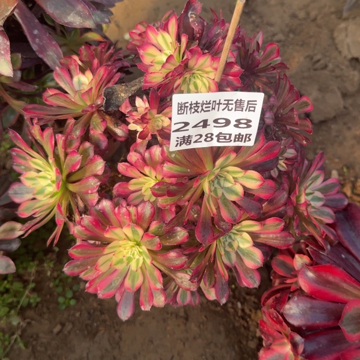 2498二号棚红铜壶B