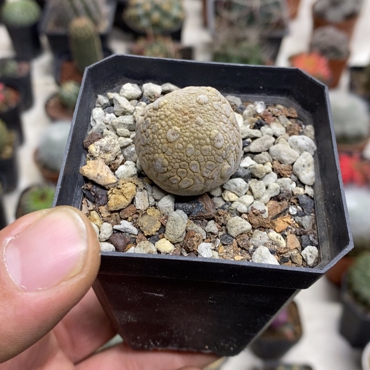 实生凝蹄玉特价福利