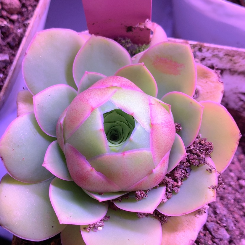 【闪购商品】帕美222