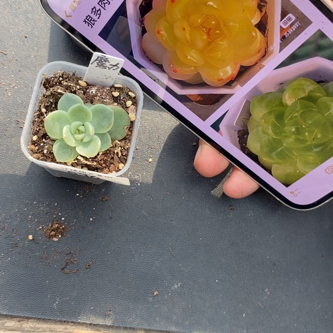 标签536魔力一个多肉