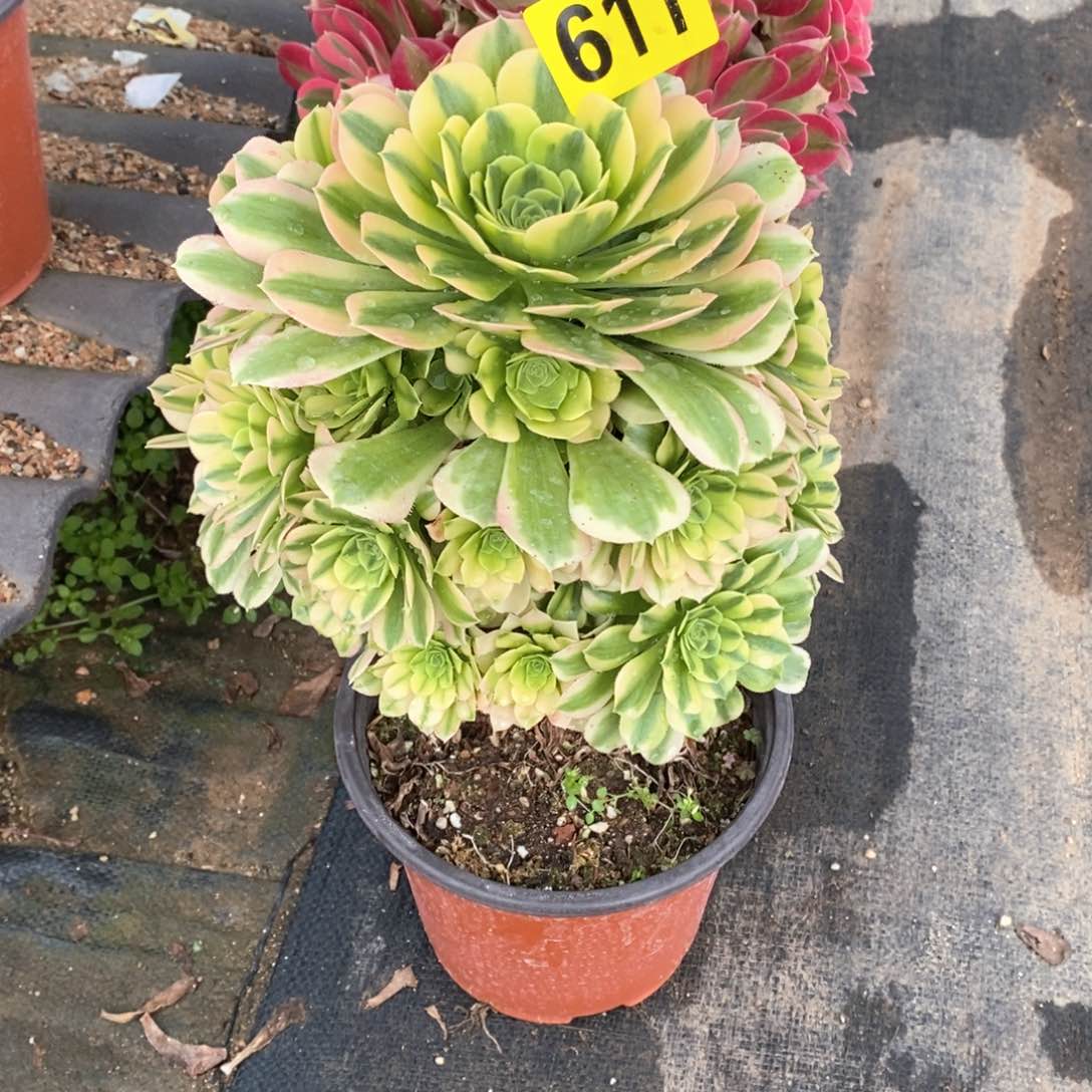 金丝翡翠多肉法师611