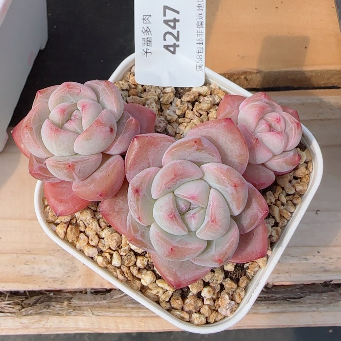 冰魄群，4247多肉