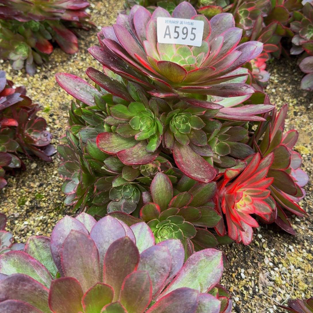 595粉冠多肉植物