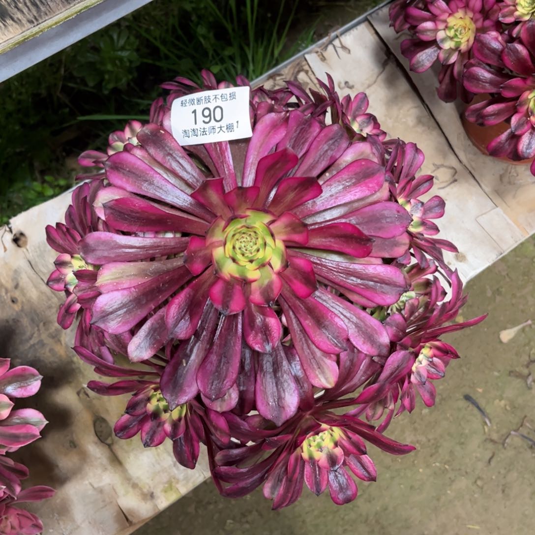 190美姬多肉植物法师