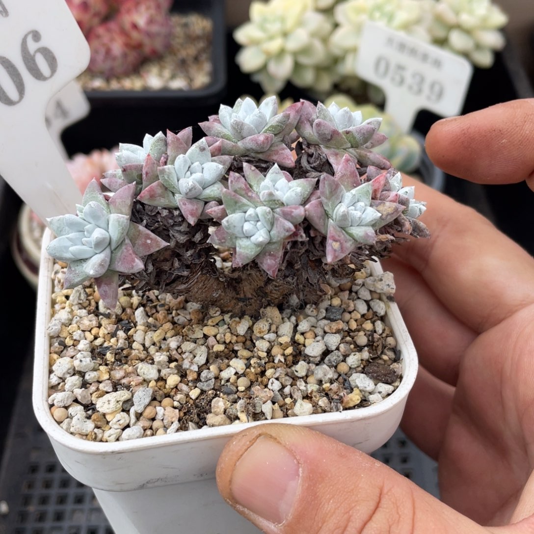 0206白菊不带盆7厘米