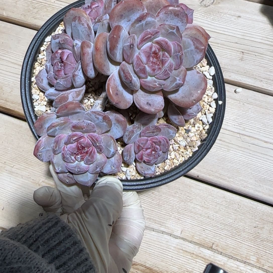 缘***h缘分突尼斯寄养多肉