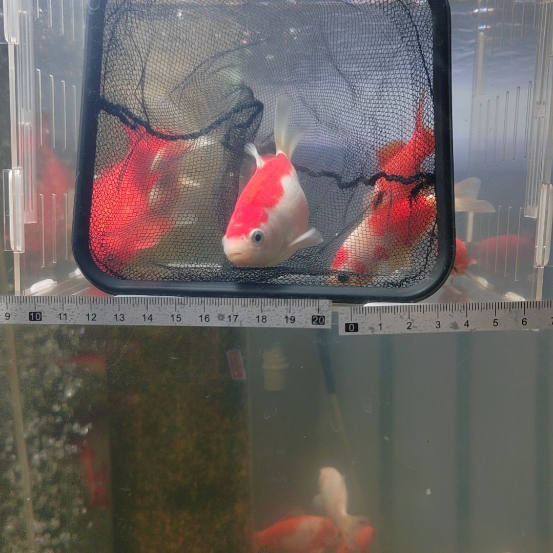 龙睛金鱼短尾草金冷水鱼