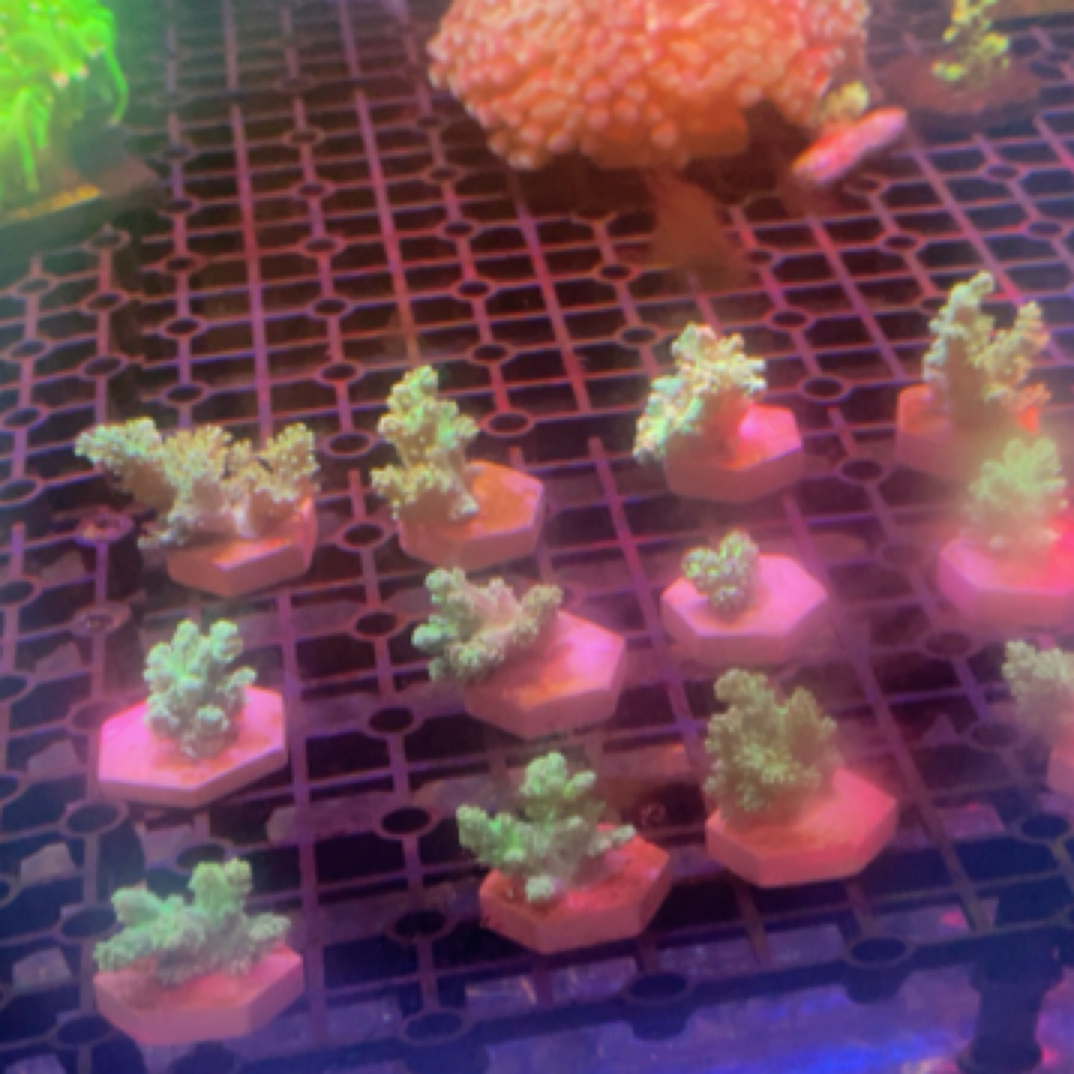 圣诞树小珊瑚海水