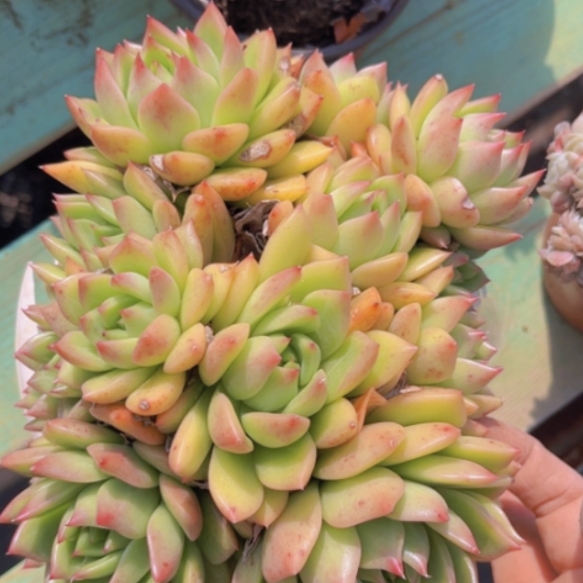 【闪购商品】绿意东云13147