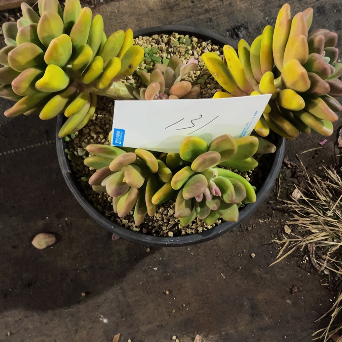 彩***霞131号一物一拍脱土包邮