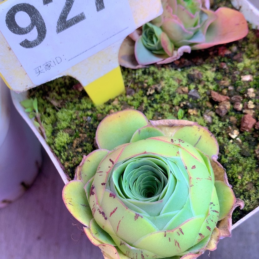 【闪购商品】yjj927特内高山