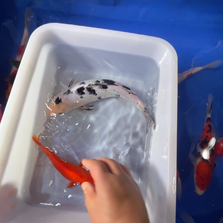 锦鲤锦鲤红白水墨