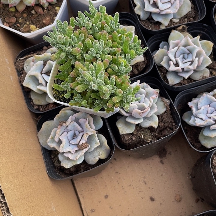 冰晶糖球带盆土发