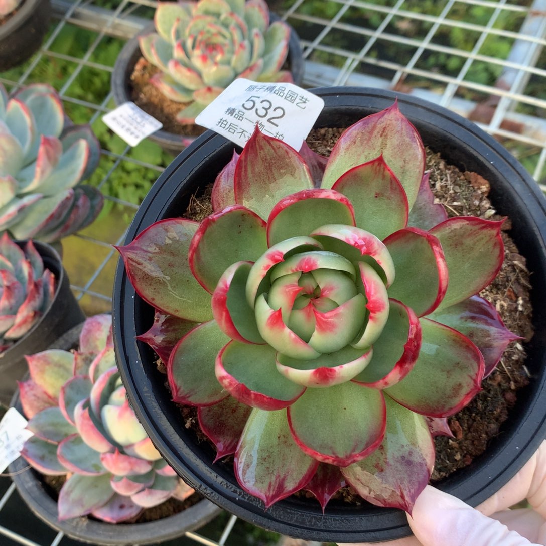 532号多肉植物惊鸿13