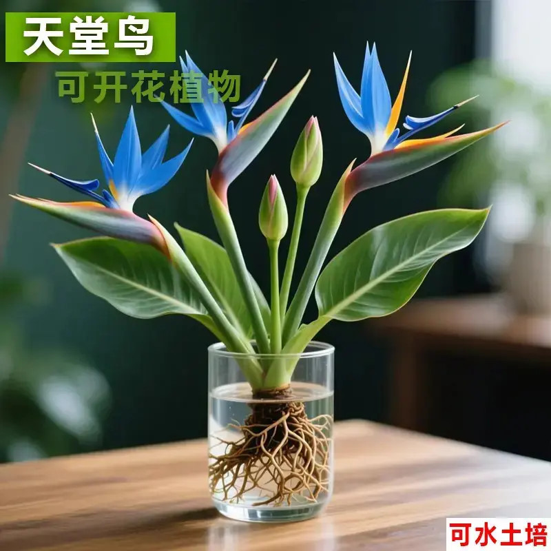 紫白天堂鸟种球水培花卉办公室室内水培花卉盆栽好养绿庭院阳台