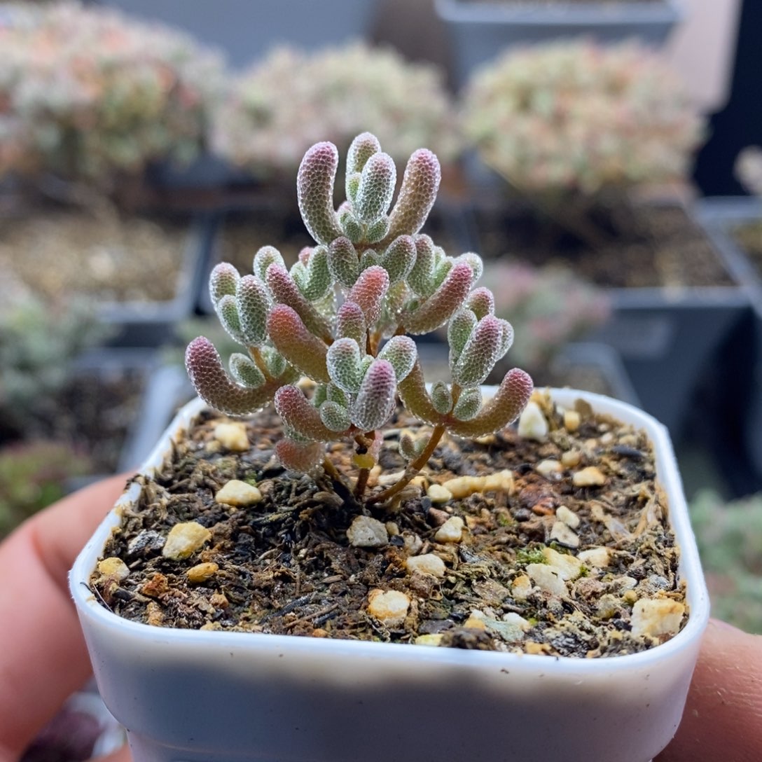 2029实生精控优选冰晶