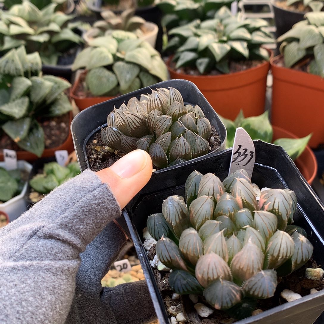 志****霓虹灯玉露锦带盆土tut