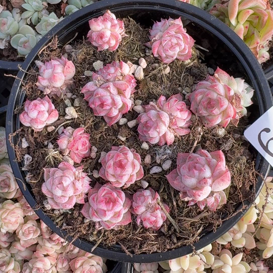 多肉植物多肉植物69