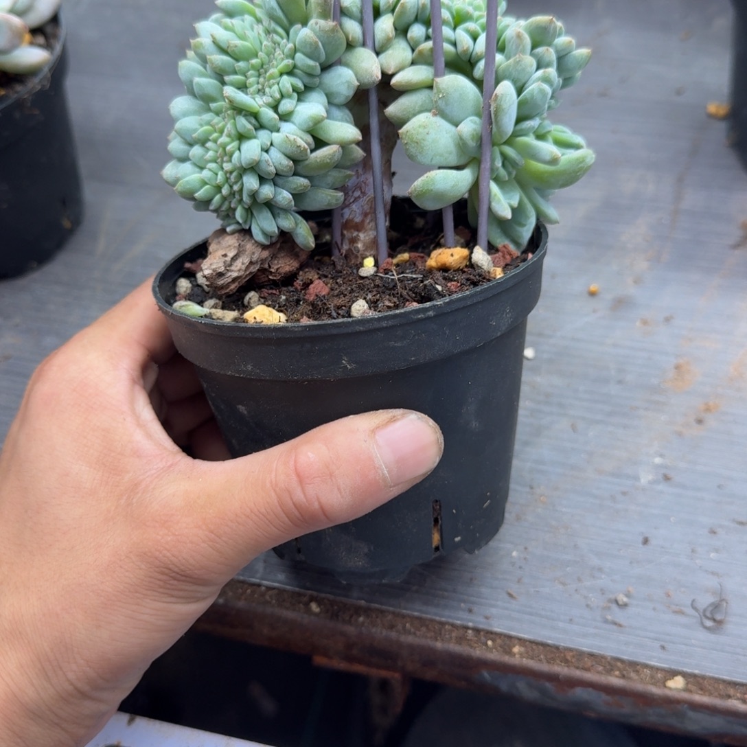 星影树缀无砍多肉