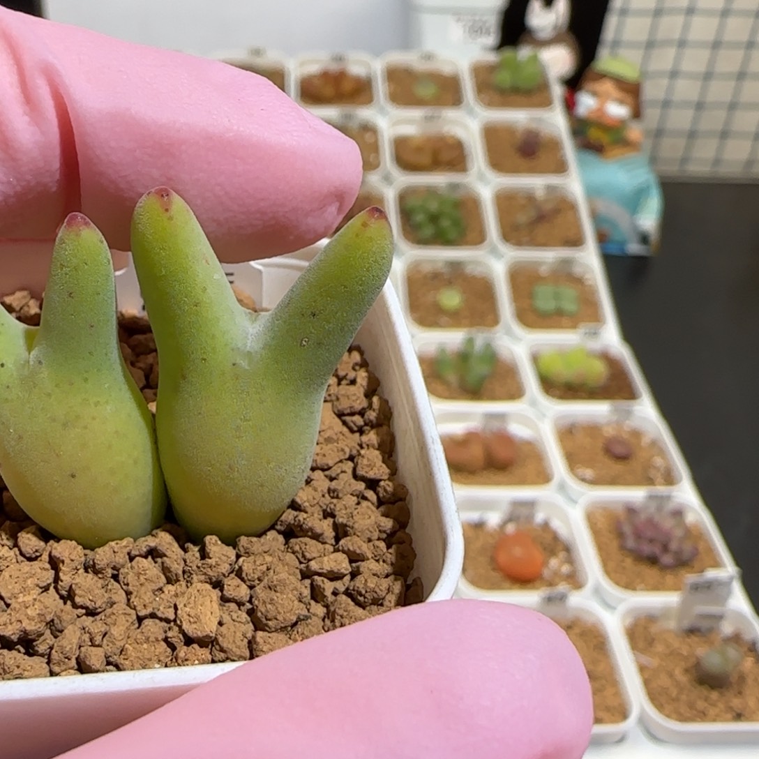 用***5肉锥多肉植物组合-1289