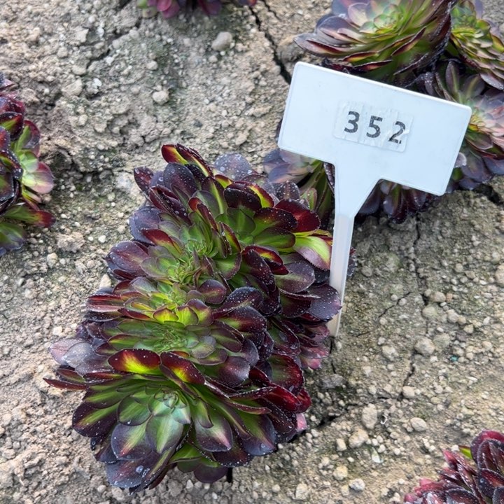 352抹茶缀化多肉