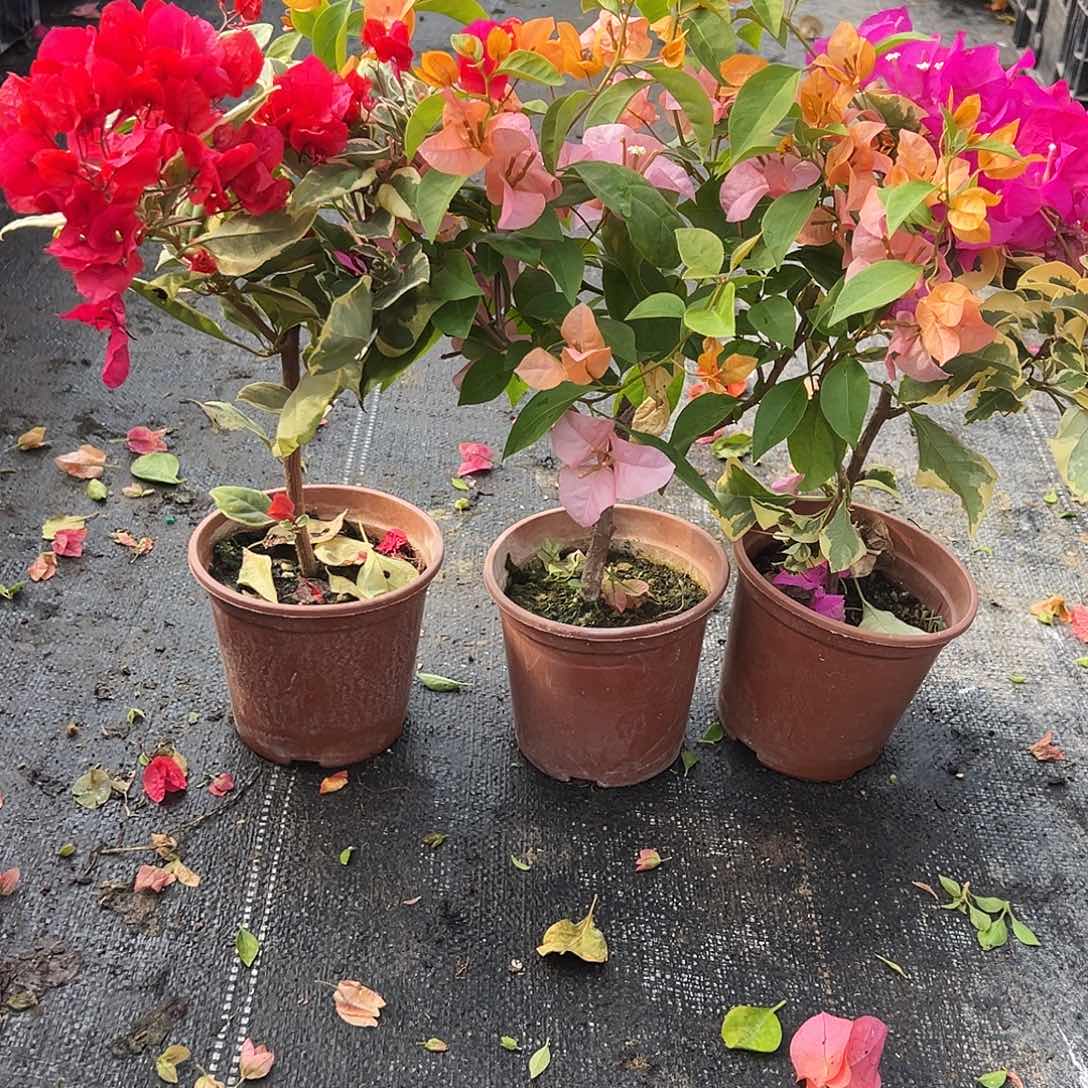大部分花苞少量开放孟加拉红，金发女郎，金边宫粉组合