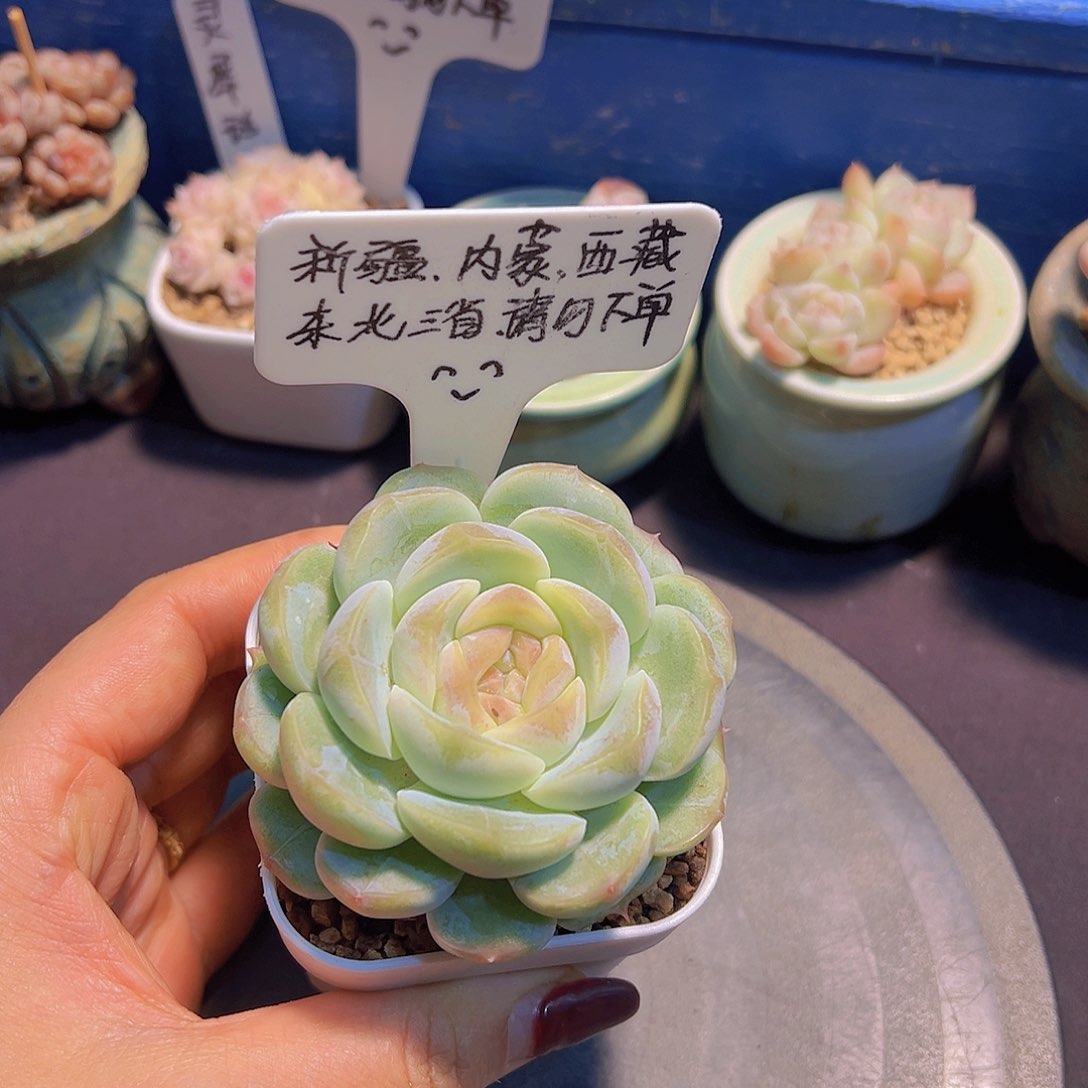 云珍妮，带盆发货，