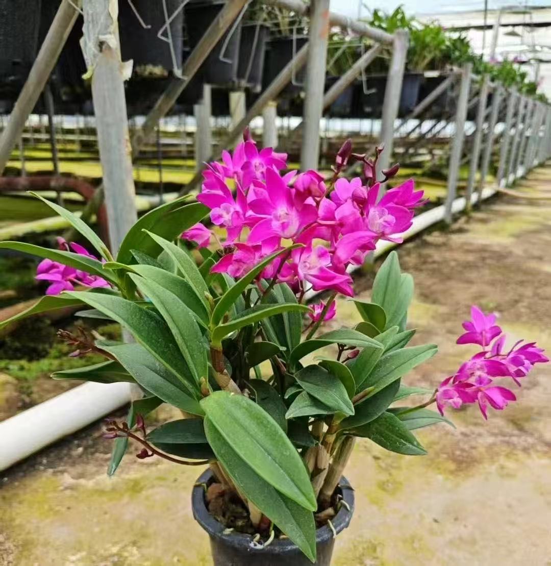 红花澳洲石斛花三年盆栽种活带盆发货适合庭院观赏