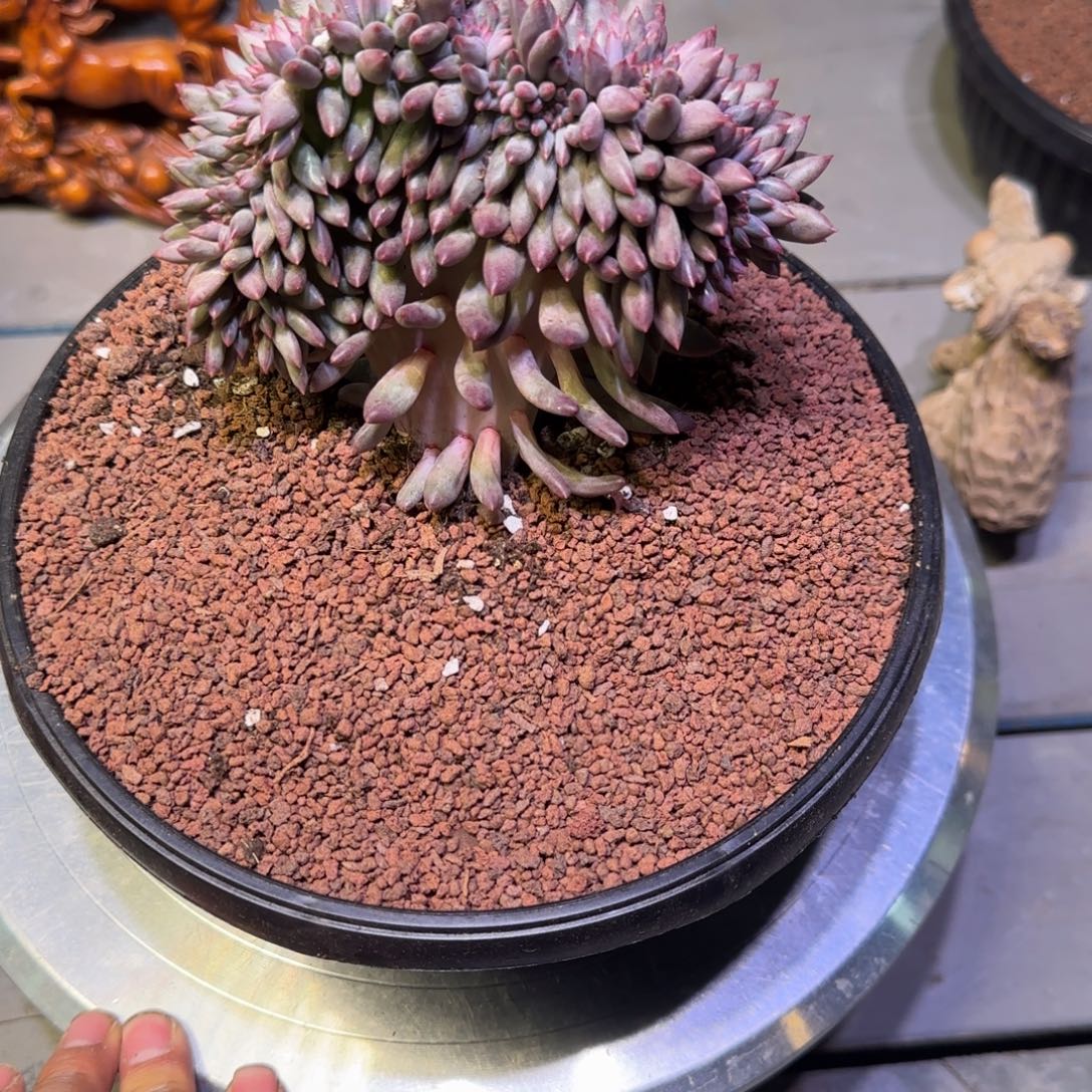 虞美人缀化多肉植物一物一拍