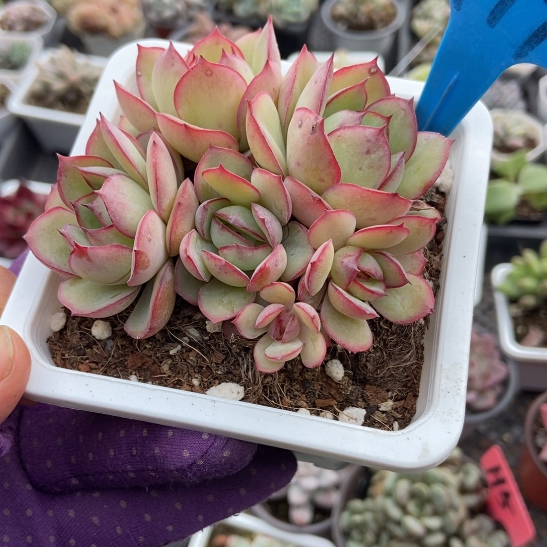 799牡丹亭多肉植物多肉